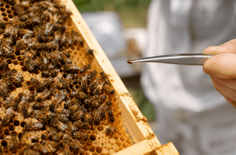 Il “killer” delle api ha i giorni contati: il nuovo metodo italiano per fermare il Varroa destructor Il “killer” delle api ha i giorni contati: il nuovo metodo italiano per fermare il Varroa destructor